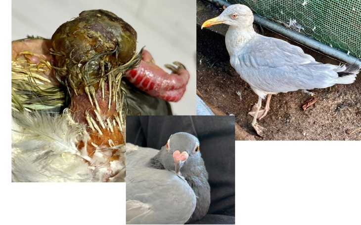 Zbiórka Ratowanie życia Ali i pomoc - zdjęcie główne