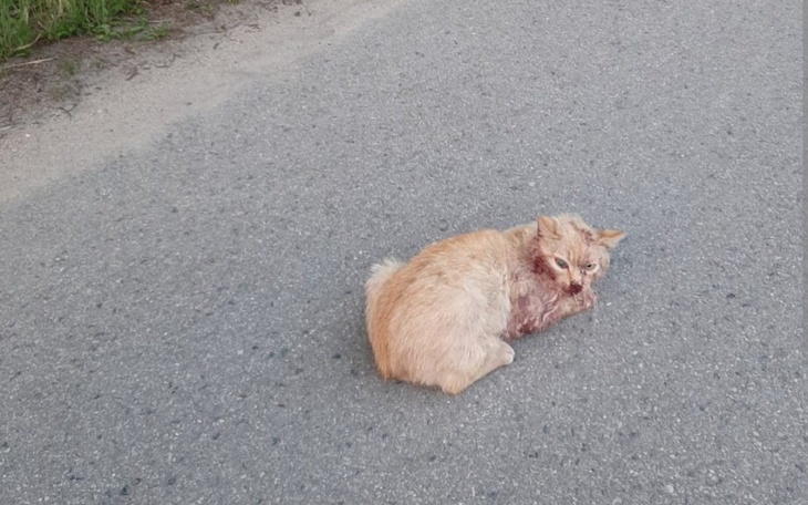 Zbiórka Leczenie rozjechanego kota - zdjęcie główne