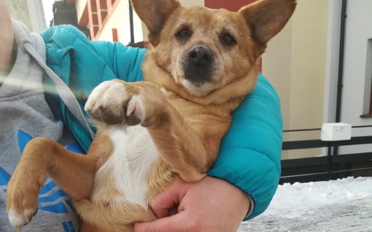 Zbiórka Pomoc dla Suni -Operacja - zdjęcie główne