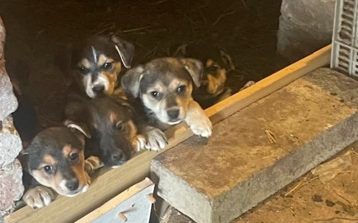 Zbiórka Podstawowe zabiegi wet. - zdjęcie główne