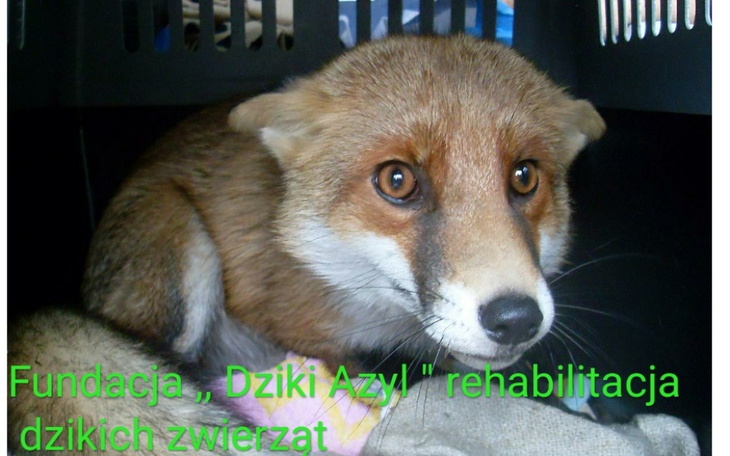 Zbiórka Fundacja ,, Dziki Azyl - zdjęcie główne