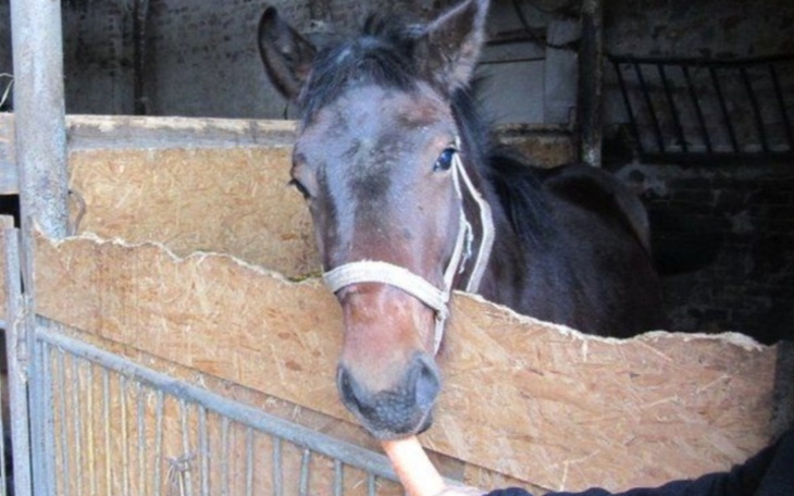 Zbiórka Aby uratować konia z rzeźni . - zdjęcie główne
