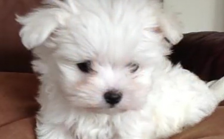 Zbiórka Zbieram na pieskaa - zdjęcie główne