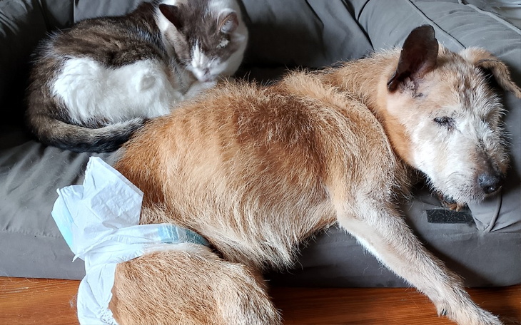 Zbiórka Na pampersy dla dziadeczków - zdjęcie główne