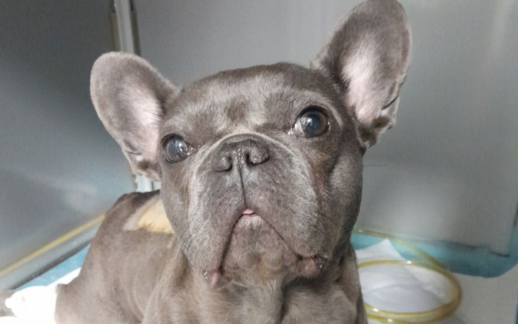 Zbiórka Pomóż naszej LEI wyzdrowieć - zdjęcie główne