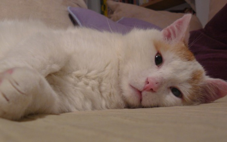 Biały kot leżący na kanapie, wygląda na zrelaksowanego.