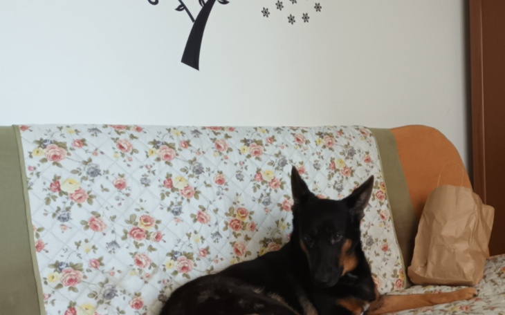 Zbiórka Dla mojego anioła stróża... - zdjęcie główne