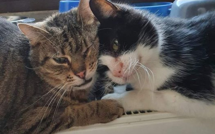 Zbiórka Leczenie Luizy i Olgi - zdjęcie główne