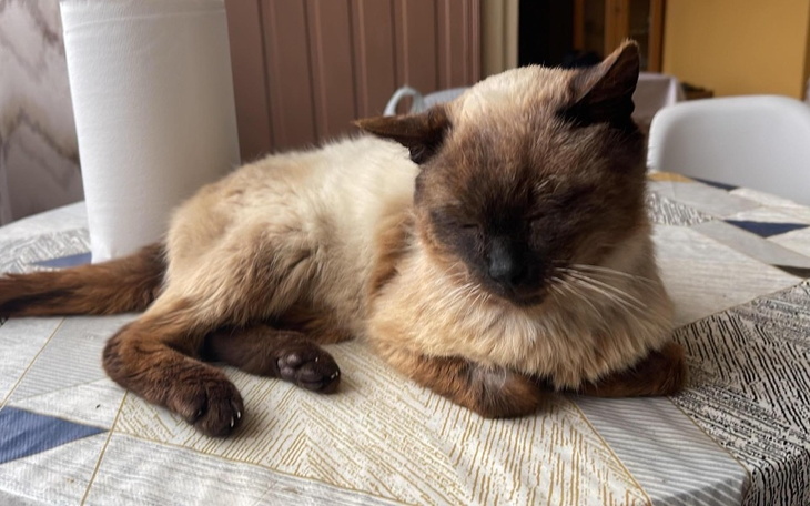 Zbiórka Fendi - starszy syjam z PNN - zdjęcie główne