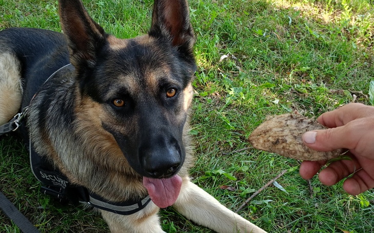 Zbiórka Zabieg dla psa - zdjęcie główne