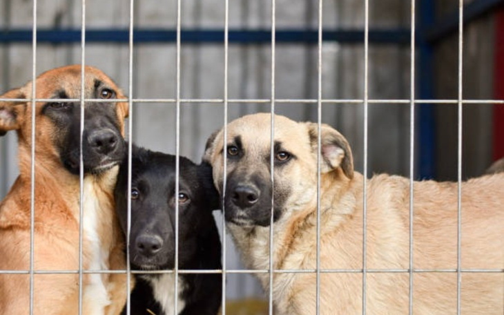 Trzy psy w schronisku, czekające na adopcję.