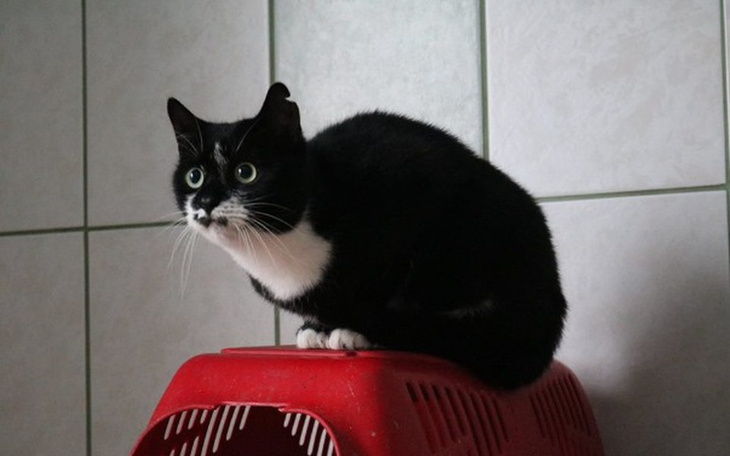 Zbiórka Nasze zwierzaki zbierają na opał - zdjęcie główne