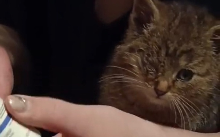 Mały kotek z jednym okiem, patrzący na rękę trzymającą przedmiot.