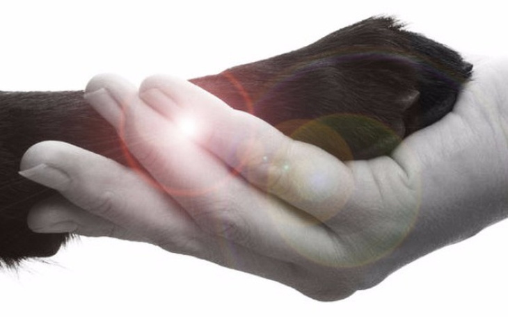 Zbiórka Psy spłonęły żywcem w hodowli - zdjęcie główne