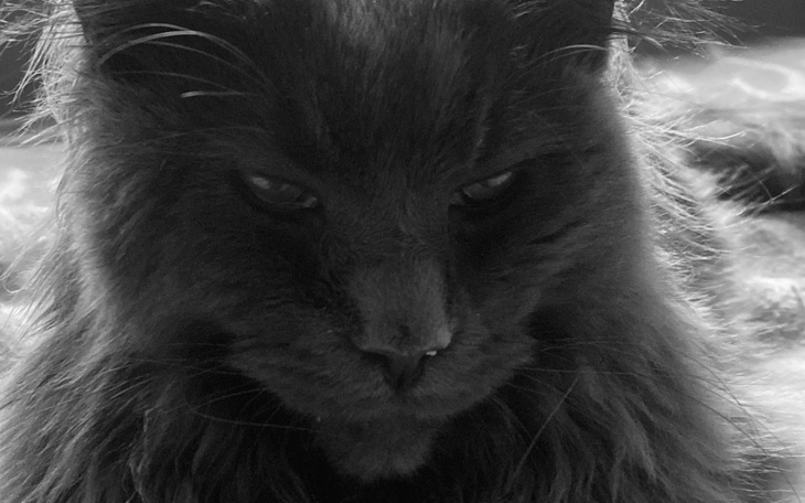 Zbiórka Heniu WALCZY o życie - zdjęcie główne