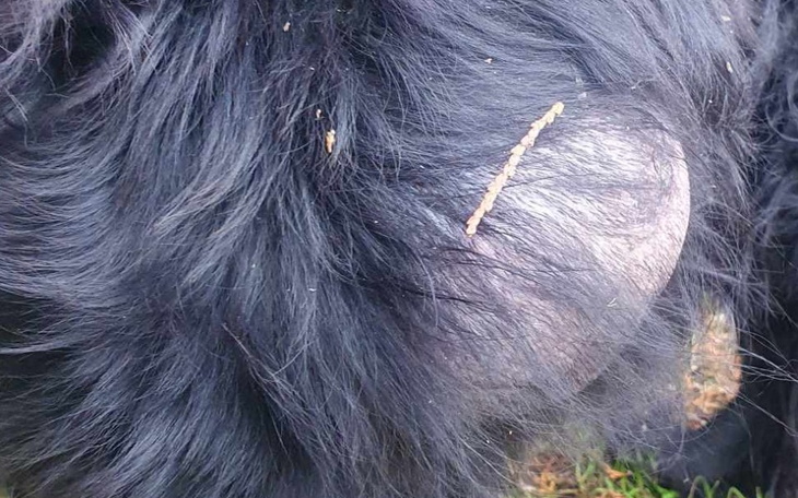 Zbiórka GUZ wielkości głowy psa - zdjęcie główne