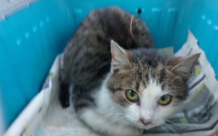 Kot w transporterze, wygląda na niepewnego.