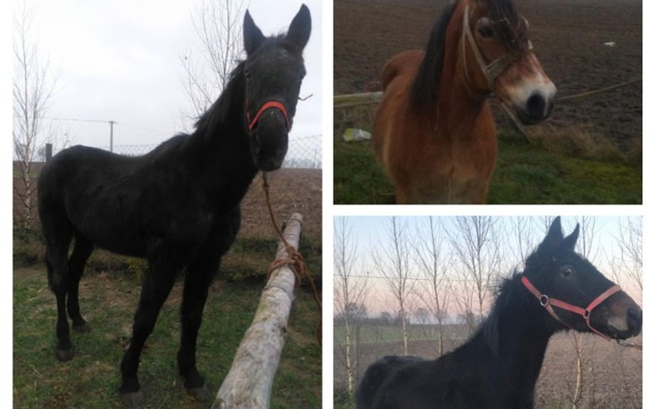 Zbiórka Walka Drużyny Trio o Życie - zdjęcie główne