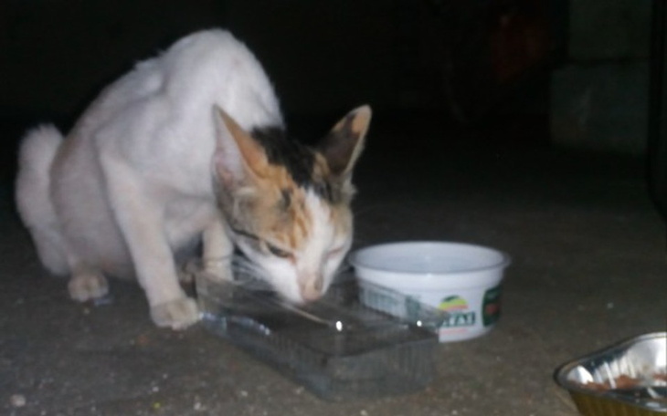 Kot pijący wodę z miski, w nocy na zewnątrz.