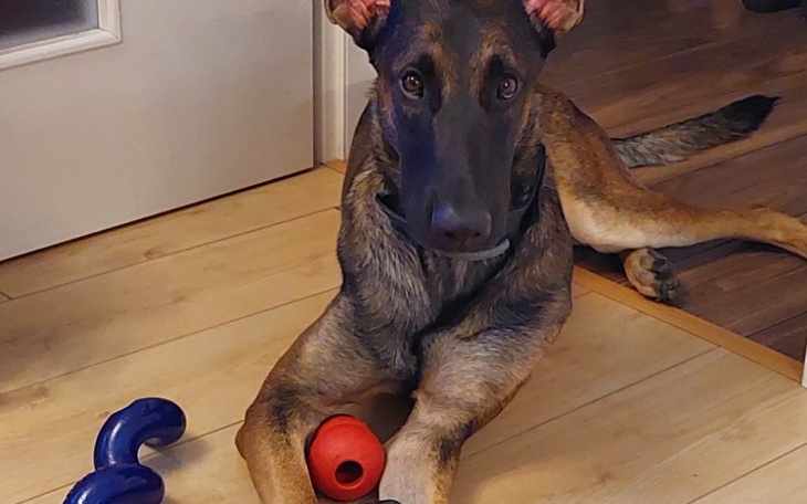 Pies rasy owczarek niemiecki bawiący się zabawkami na podłodze.