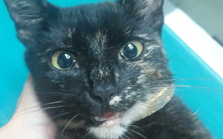 Zbiórka Chora koteczka bezdomna - zdjęcie główne