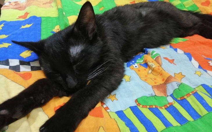 Zbiórka Na uratowanie życia Lili - zdjęcie główne