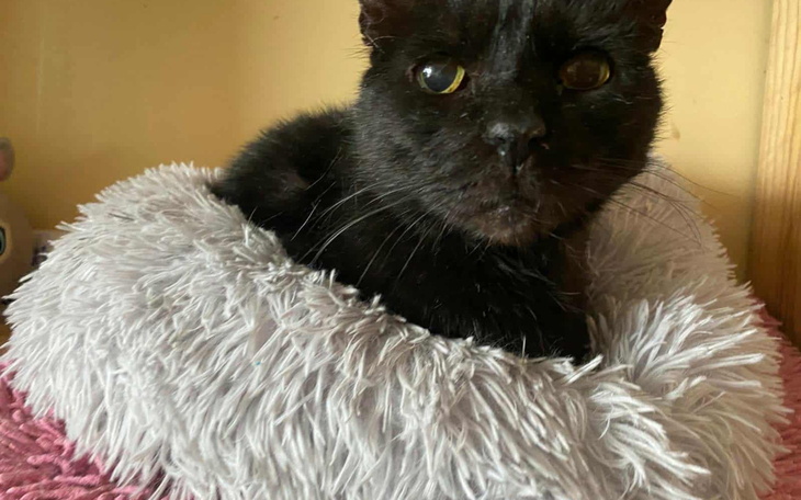 Czarny kot siedzący w miękkim legowisku.