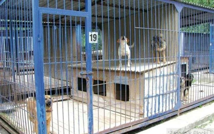 Zbiórka Pomoc zwierzakom z schroniska - zdjęcie główne