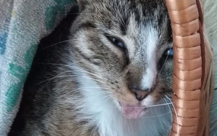 Zbiórka Na Szprotkę - po wypadku - zdjęcie główne