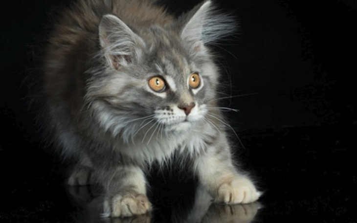 Zbiórka Chomisia chce zyć - zdjęcie główne