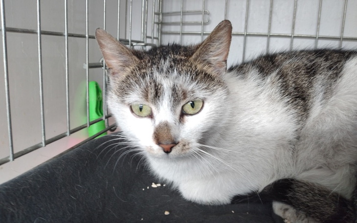 Zbiórka Kastracja dwóch kotek... - zdjęcie główne