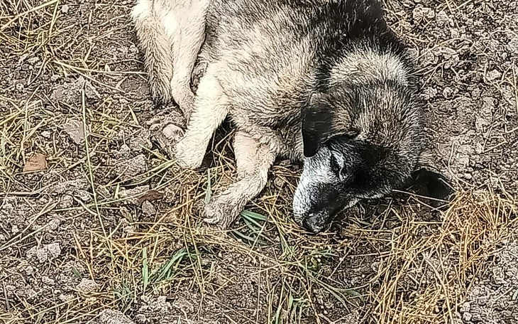 Smutny pies leżący na ziemi, otoczony trawą i kamieniami.