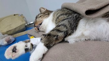 Zbiórka Ostatnia szansa Pralinki - miniaturka zdjęcia