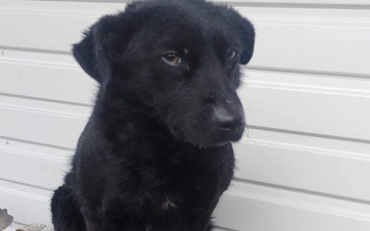 Zbiórka Schronisko czy dom - PILNE - zdjęcie główne