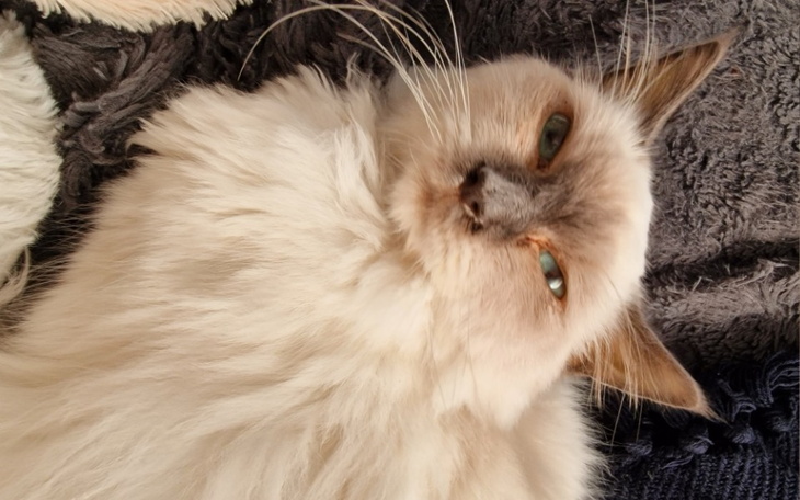 Zbiórka Sky walczy z FIP - zdjęcie główne