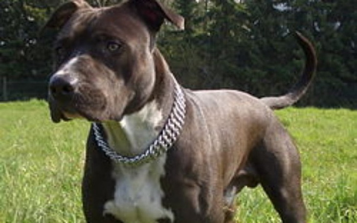 Zbiórka Na Psa (Moje marzenie od lat) - zdjęcie główne