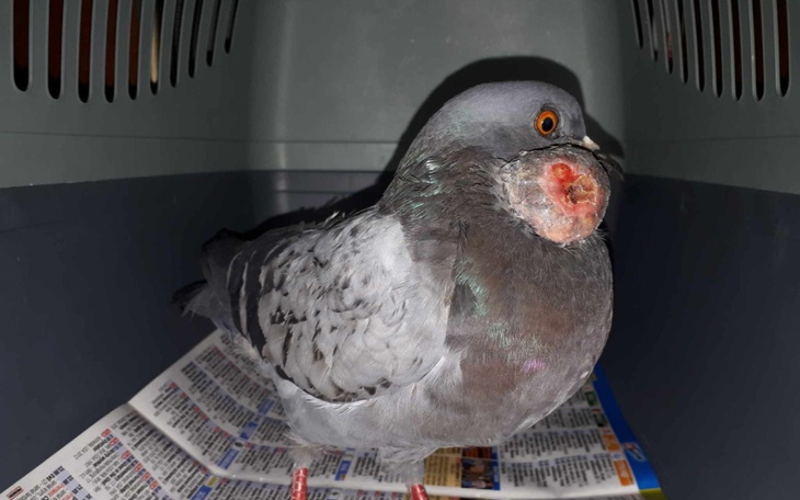 Zbiórka Gołębie- pomoc, leczenie i karma - zdjęcie główne