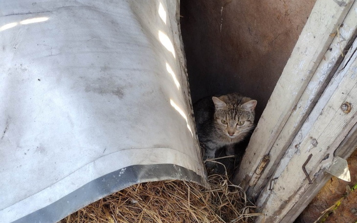 Zbiórka Kocie macierzyństwo - zdjęcie główne