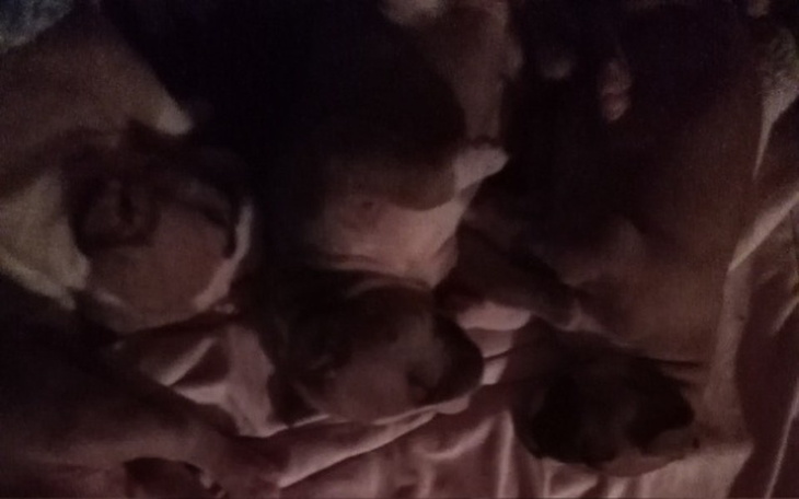 Zbiórka Szczeniaki bez matki - zdjęcie główne