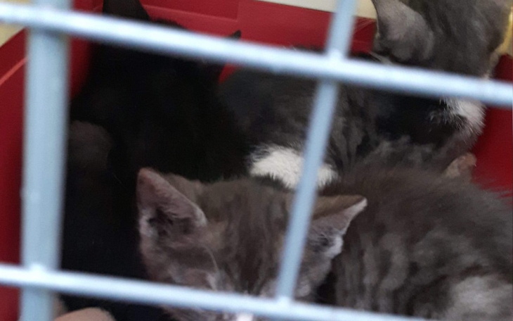 Zbiórka Kociaki z piwnicy - zdjęcie główne