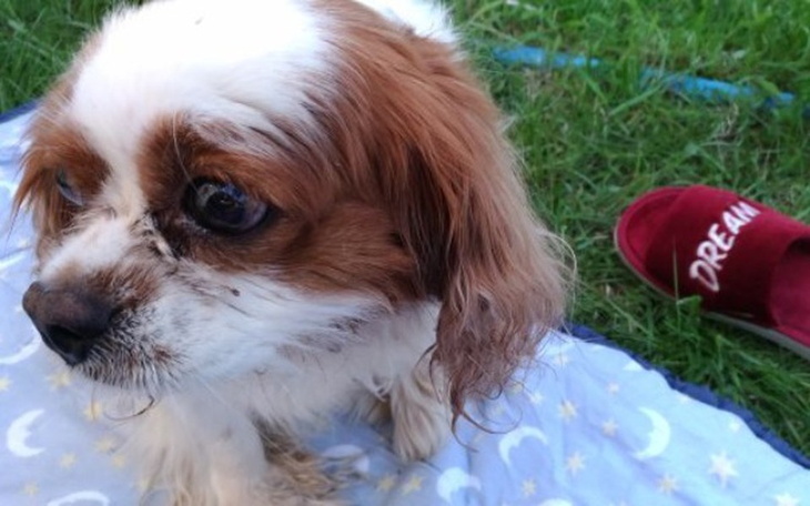 Zbiórka Na zwierzęta - zdjęcie główne