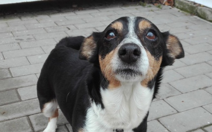 Zbiórka Zbiórka dla schroniska w Sopocie - zdjęcie główne