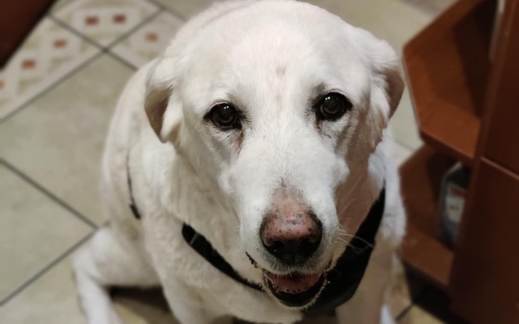 Biały pies patrzy na kamerę z uśmiechem.