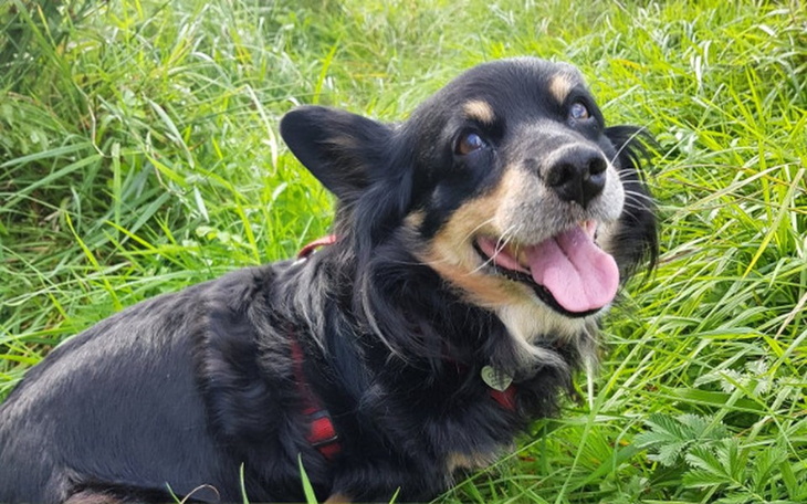 Zbiórka Zbieramy na operację nóżki Gaji! - zdjęcie główne