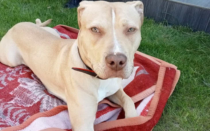 Zbiórka Piesek Ragan-zabieg wiazadlo - zdjęcie główne