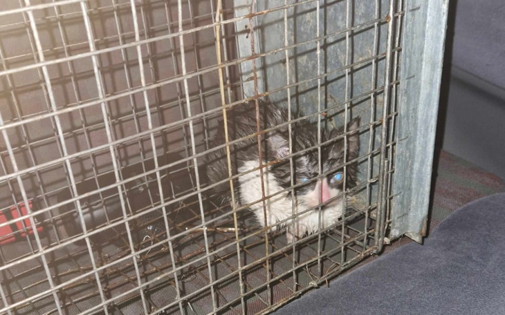 Zbiórka Na Lesię i Leśniaki - zdjęcie główne