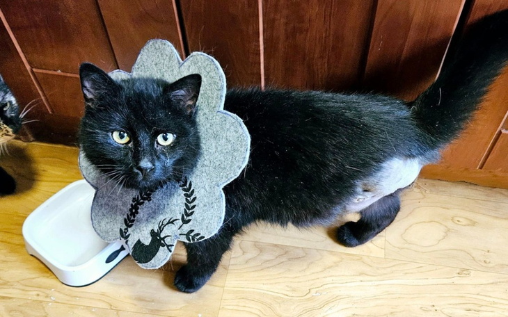 Zbiórka Amputacja, czy eutanazja - zdjęcie główne