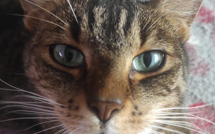 Zbiórka Zakup karmy i żwirku dla kotków - zdjęcie główne