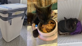 Zbiórka Porzucona pod bramą kotka - miniaturka zdjęcia