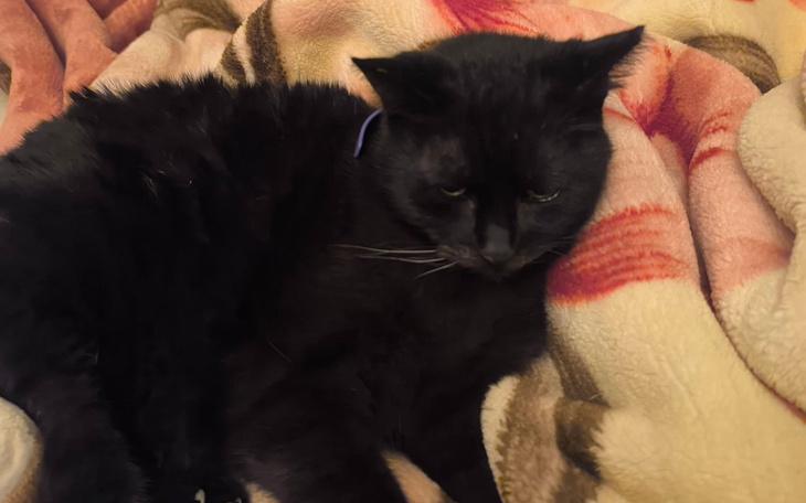 Czarny kot leżący na kocu, wygląda na zrelaksowanego.